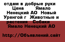 отдам в добрые руки › Цена ­ 0 - Ямало-Ненецкий АО, Новый Уренгой г. Животные и растения » Собаки   . Ямало-Ненецкий АО